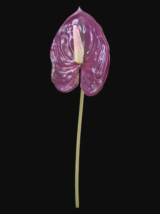 3D model for Purple Anthurium Blossom