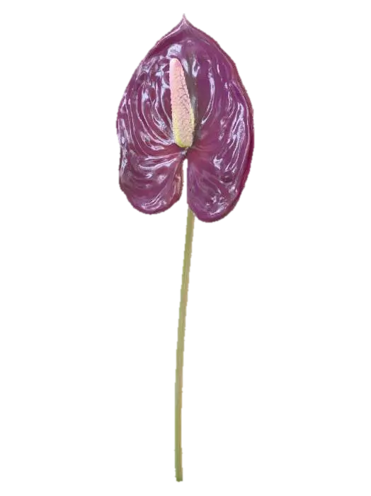 3D model for Purple Anthurium Blossom