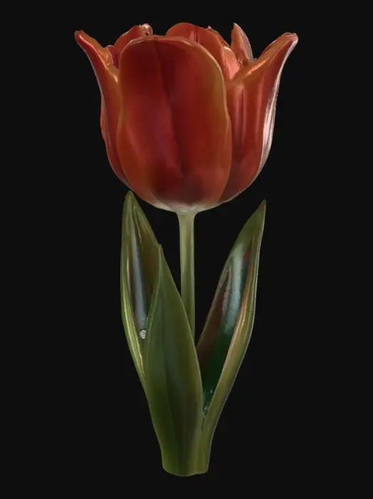 3D model for Eine schöne Tulpe mit roter Blüte und saftig grünen Blättern und Stil