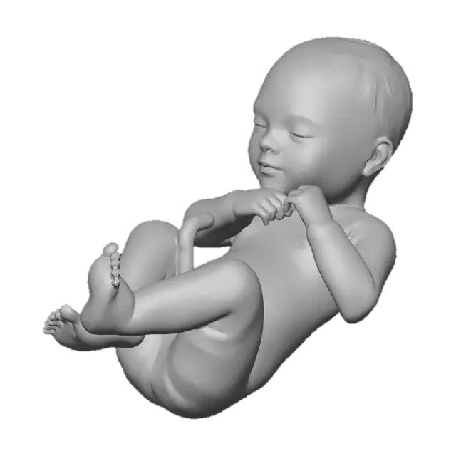 3D model for Week41