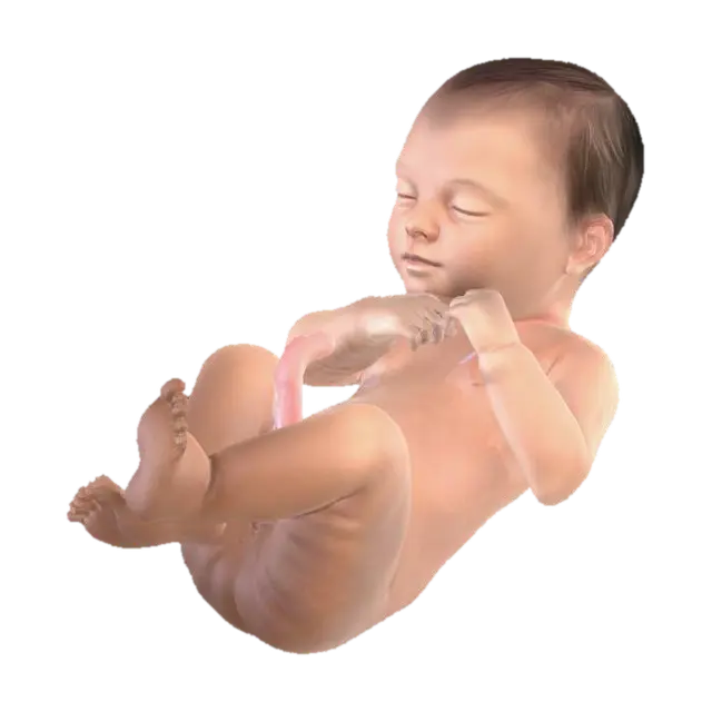 3D model for Week41