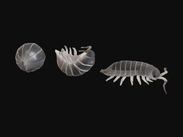 3D model for Pill Bug Triptych