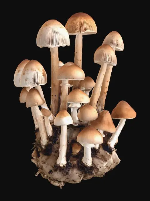 3D model for Cluster of Mushrooms