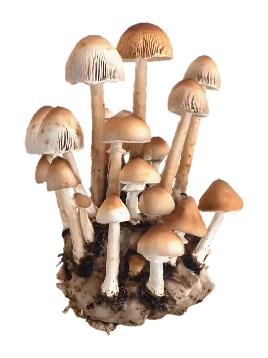 3D model for Cluster of Mushrooms