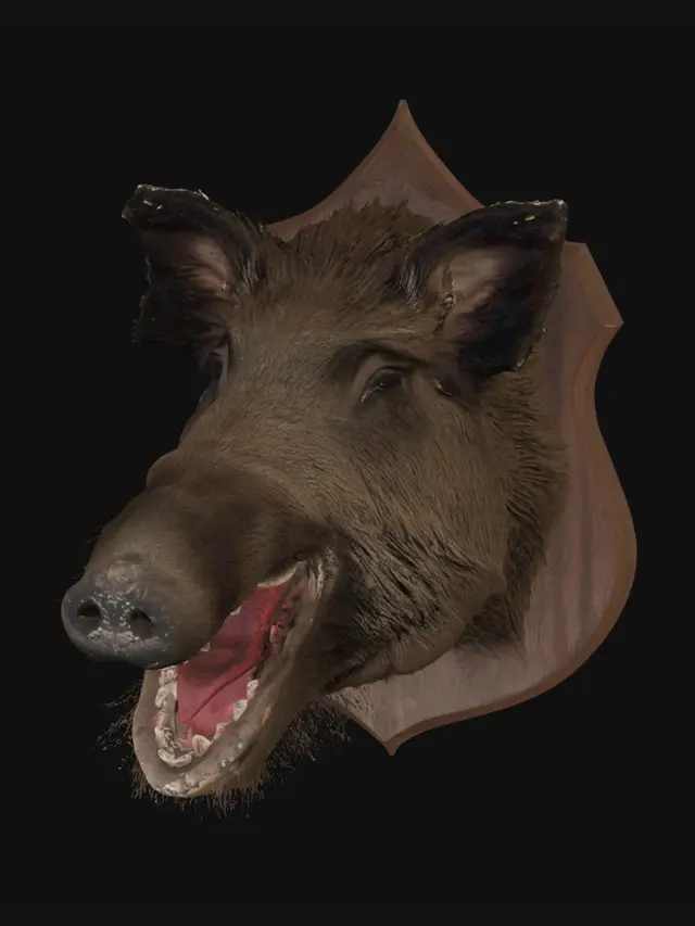 3D model for Boar Head Trophy