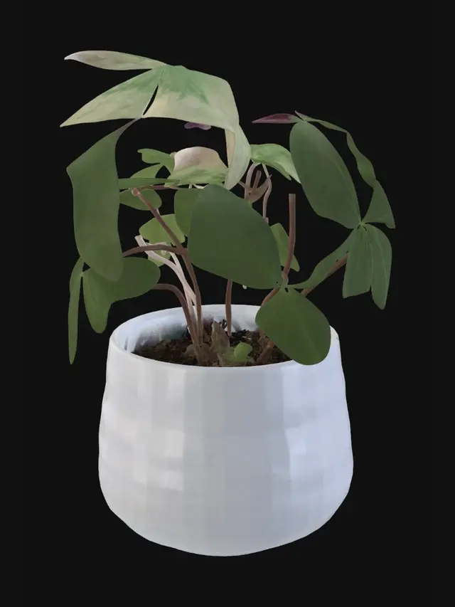 3D model for Pothos Plant in a White Pot