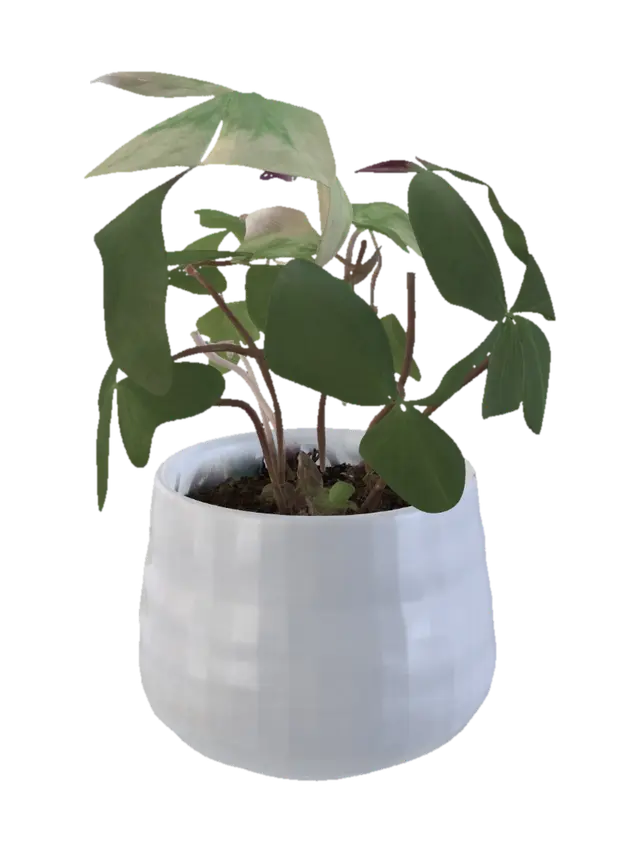 3D model for Pothos Plant in a White Pot