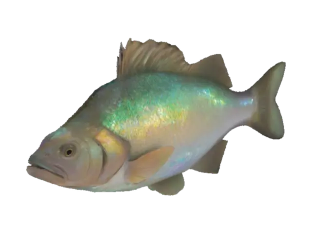 white perch 3D model, vytvořený pomocí AI