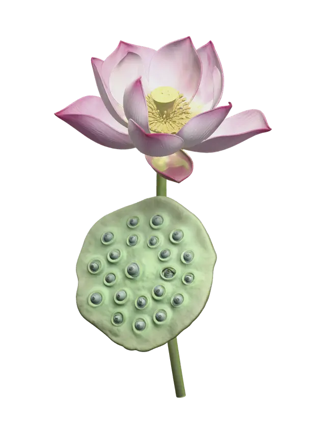 3D model for Waterlily