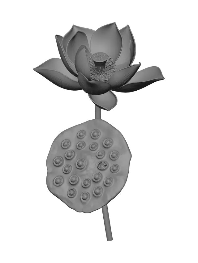 3D model for Waterlily
