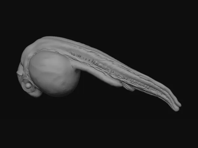 3D model for Tapeworm larva