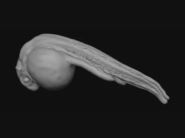 3D model for Tapeworm larva