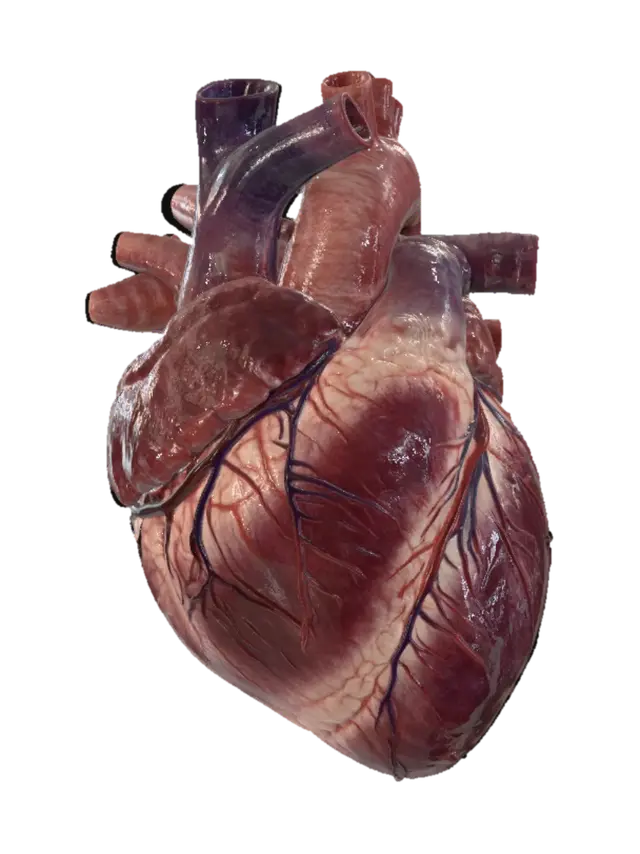 The Human Heart - Anatomical 3D model, vytvořený pomocí AI