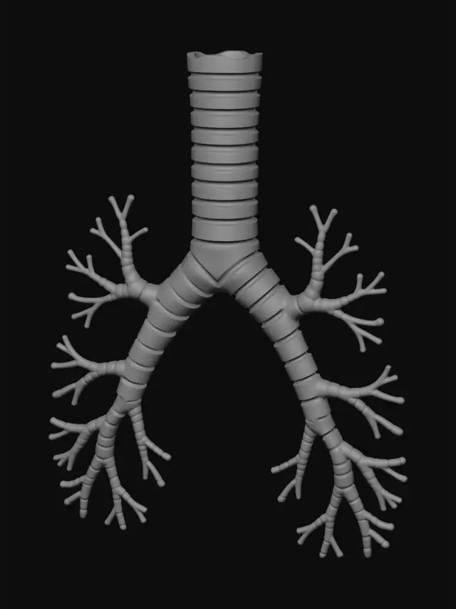 3D model for Bronchial Tree