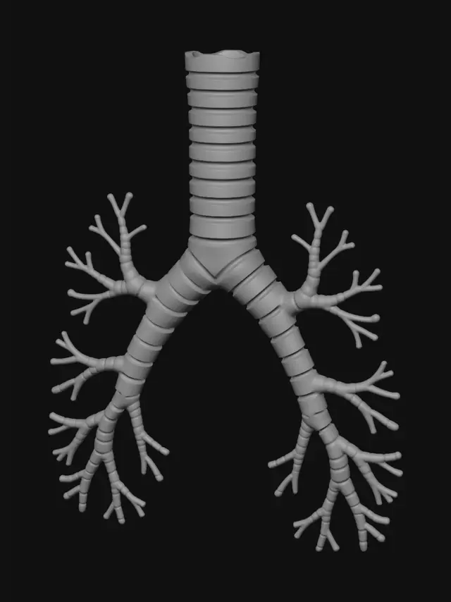 3D model for Bronchial Tree