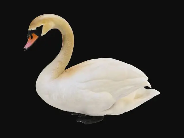 3D model for white swan