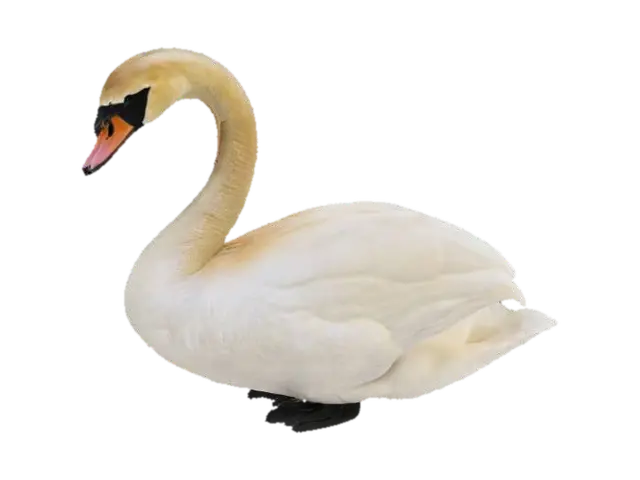 white swan - Graceful 3D model, vytvořený pomocí AI