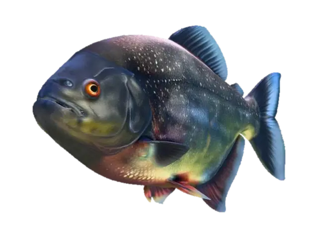 Black Diamond Piranha (Serrasalmus Venturus) - Species 3D model, vytvořený pomocí AI