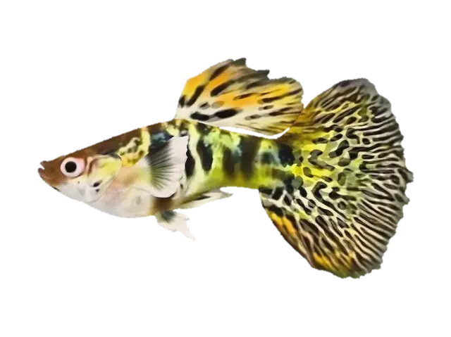 YellowTiger Guppy Male 3D model, vytvořený pomocí AI