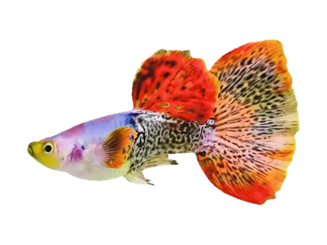 MetalRedLace Guppy Male - Fishy 3D model, vytvořený pomocí AI