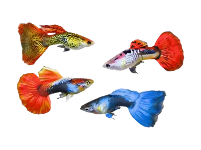 guppy_male 3D model, vytvořený pomocí AI