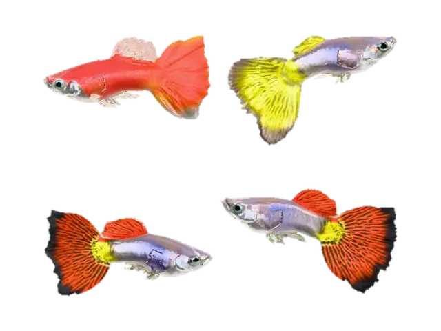 Guppies Galore - Guppy 3D model, vytvořený pomocí AI