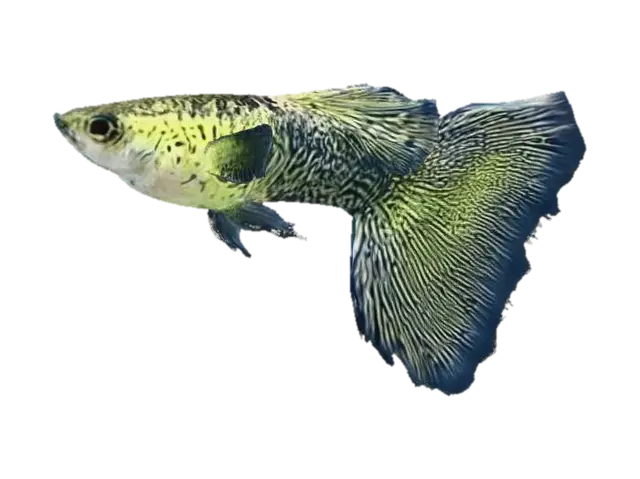 Lace Guppy 3D model, vytvořený pomocí AI