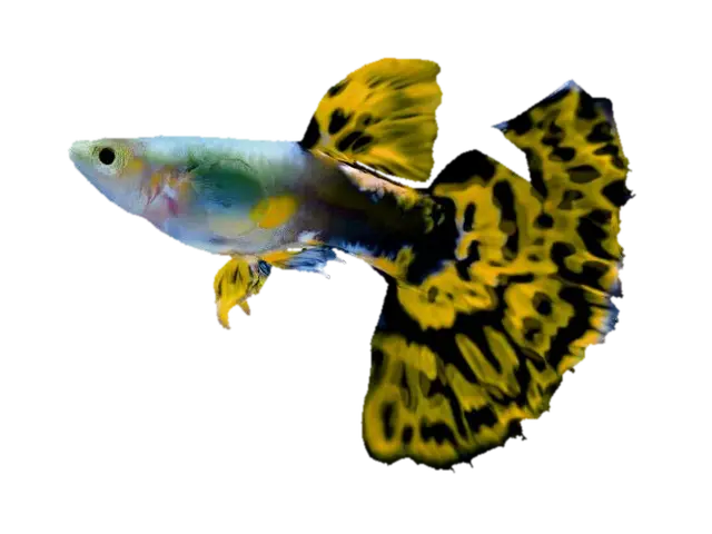 Cobra Guppy Male 3D model, vytvořený pomocí AI