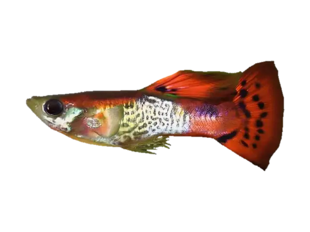 Red Cobra Guppy Male 3D model, vytvořený pomocí AI