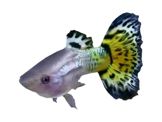 Golden Mosaic Guppy Male - Fishy 3D model, vytvořený pomocí AI