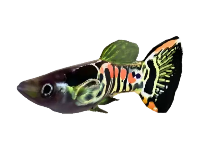 Endler Guppy Male 3D model, vytvořený pomocí AI