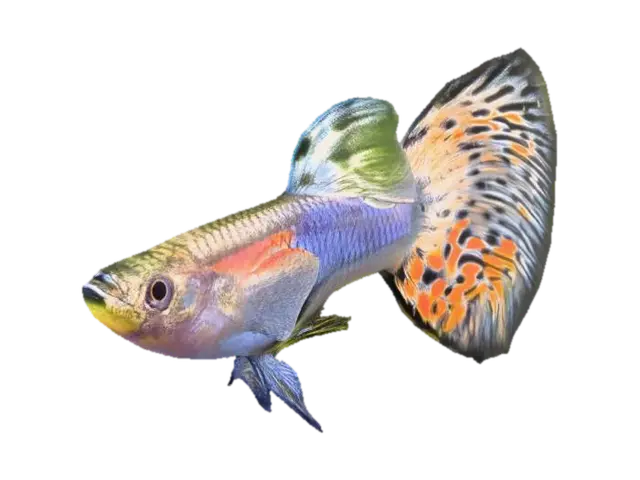 Japanese Blue Mosaic Guppy Male 3D model, vytvořený pomocí AI
