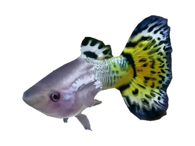 Golden Mosaic Guppy Male - Fishy 3D model, vytvořený pomocí AI