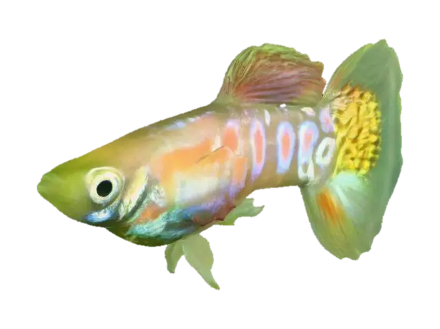 Round Tail Guppy 3D model, vytvořený pomocí AI
