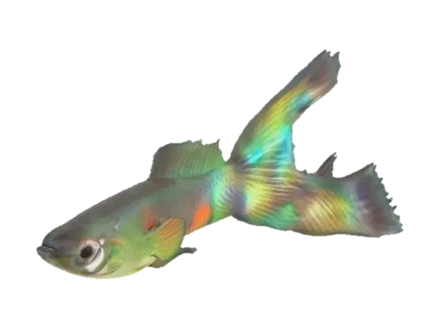 Lyretail Guppy 3D model, vytvořený pomocí AI