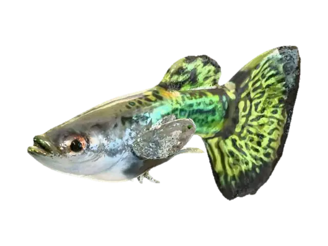 Leopard Guppy 3D model, vytvořený pomocí AI