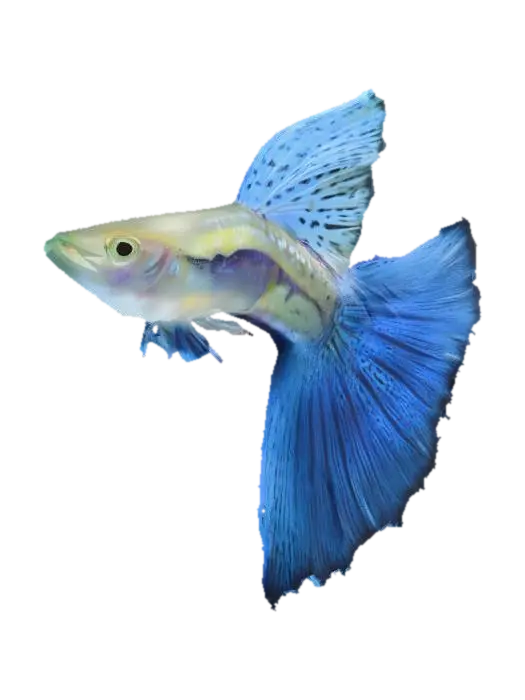 Blue Guppy Male 3D model, vytvořený pomocí AI
