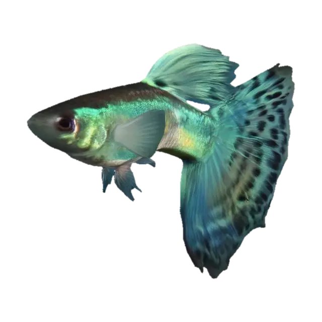 Bi-Coloured Guppy Male 3D model, vytvořený pomocí AI