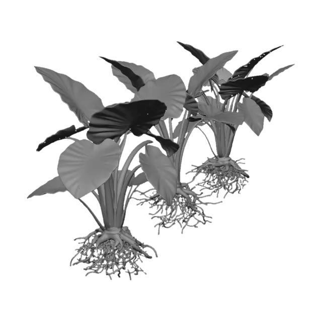 3D model for Three Elephant Ear Plants