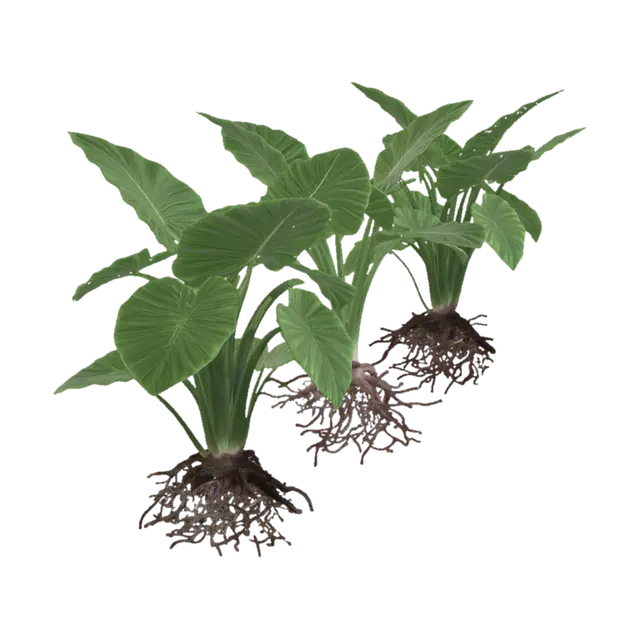 3D model for Three Elephant Ear Plants