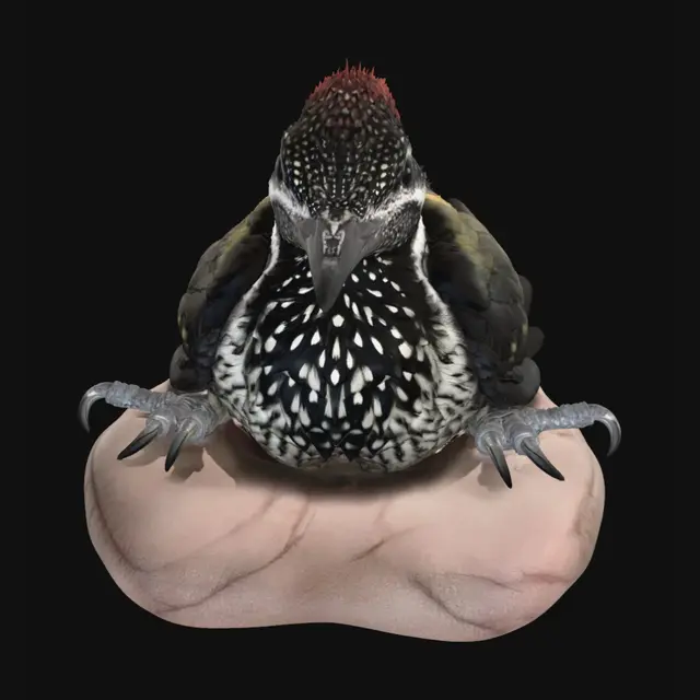 3D model for Red-Crested Kingfisher