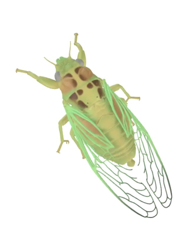 3D model for Green lacewing on a leaf
