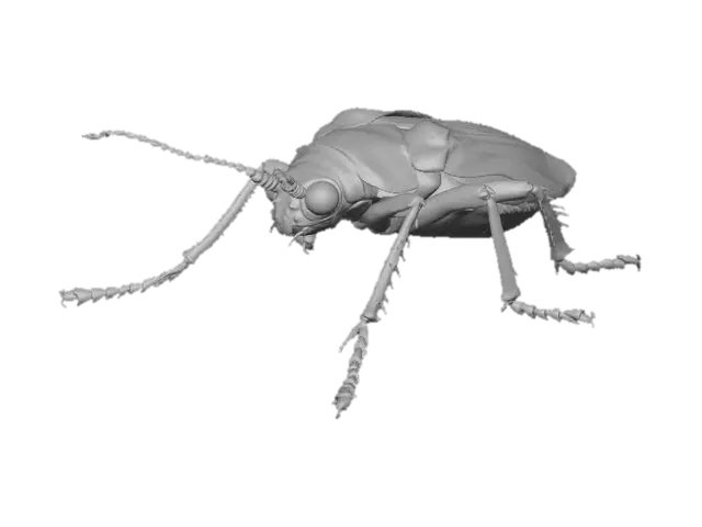 3D model for Colorful Beetle Artistry