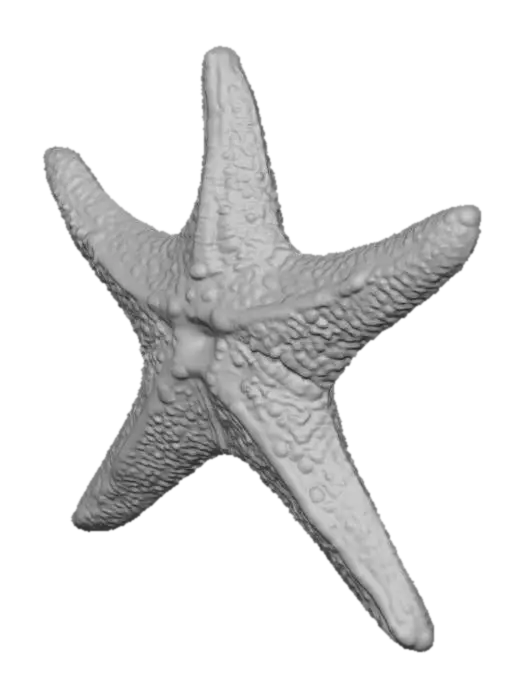 3D model for Starry Wonder