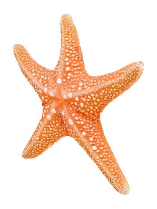 3D model for Starry Wonder