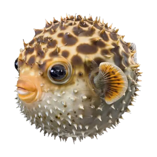 3D model for Spiky Wonder