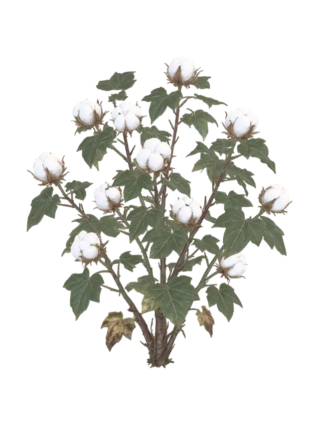 Cotton Plant Harvestable - Shrub 3D model, vytvořený pomocí AI