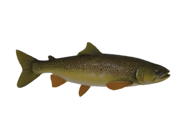 Create a brown trout They have a single soft dorsal fin and their pelvic fins are… - Fishing 3D model, vytvořený pomocí AI