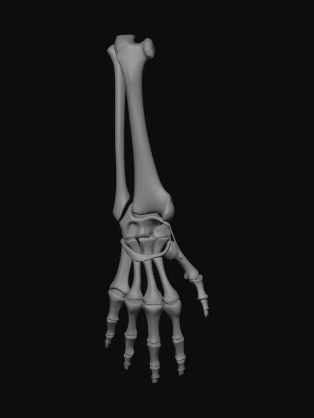 3D model for Anatomia do pulso e da mão