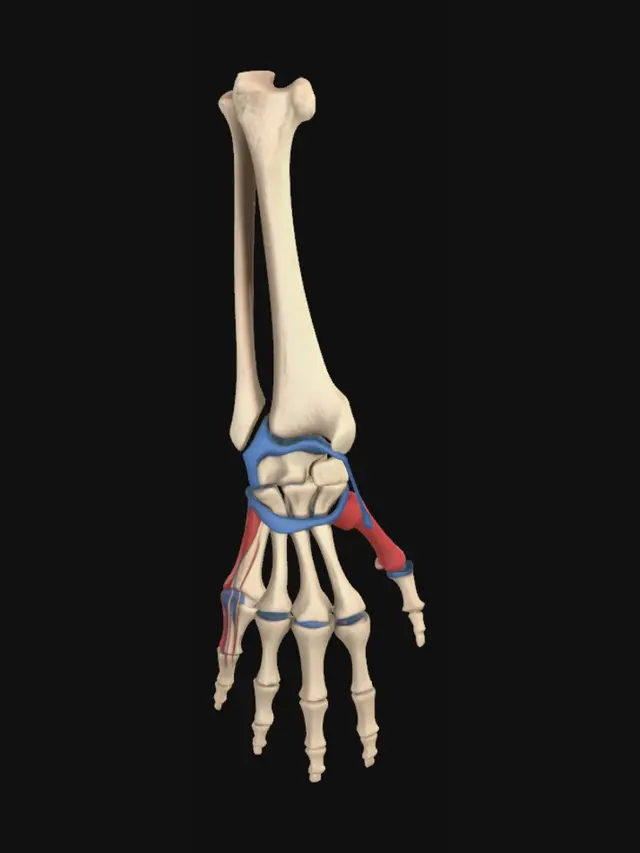 3D model for Anatomia do pulso e da mão